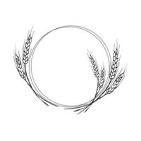 Wreath frame from ears of wheat.A bunch of ears of wheat,dried whole grains.Cereal harvest,agriculture,organic farming,healthy food symbol.Ears of wheat hand drawn.Design element. Isolated background vector