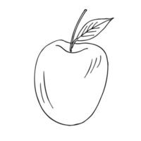 Apple. Drawn fruits in sketch style on an isolated white background. Vector doodles