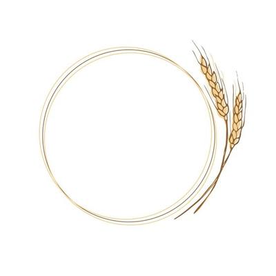 Wreath frame from ears of wheat.A bunch of ears of wheat,dried whole grains.Cereal harvest,agriculture,organic farming,healthy food symbol.Ears of wheat hand drawn.Design element. Isolated background