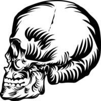 Vintage Human Skull Vector