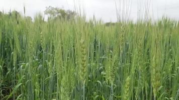 rural indian village farm where green wheat farming are grown video