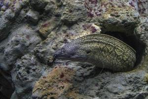 eel mooray portrait photo