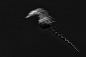 sea horse underwater move effect panning twist technique art in black and white photo