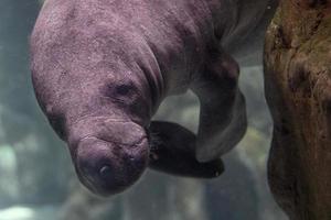 newborn baby manatee close up portrait photo