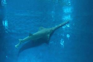 sawfish underwater close up detail photo