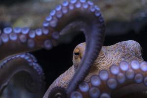 octopus underwater close up portrait photo