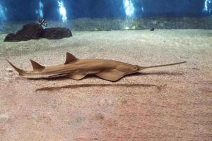 sawfish underwater close up detail photo