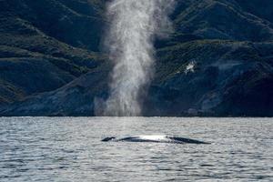 Blue Whale the biggest animal in the world tail detail photo