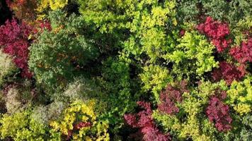 aereo superiore giù Visualizza di bellissimo autunno albero cime. video