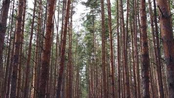 Pine forest with rows of tall trees. video