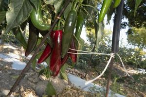 Sicilian pepper chili plant photo