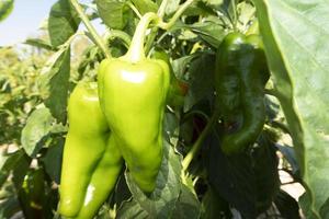 Sicilian pepper chili plant photo