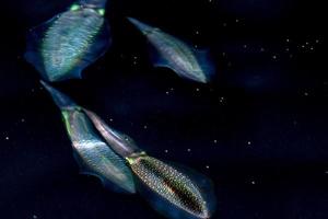 Squid cuttlefish underwater at night on black sea background photo