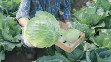 Mens boer met vers groenten, kool oogst, natuurlijk selectie, biologisch, oogst seizoen, agrarisch bedrijf baasje, jong slim inlijsten, gezond levensstijl, boerderij en tuin direct, niet giftig video