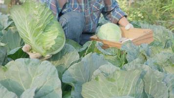 man farmer with fresh vegetables, cabbage harvest, natural selection, organic, harvest season, agricultural business owner, young smart framing, healthy lifestyle, farm and garden direct, non toxic video
