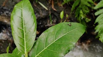 Small spider stuck to the leaf with nature river flow background video