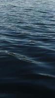 mar fundo, água fundo, água onda natureza, azul água onda lento movimento video