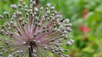 Blooming ornamental garlic. A large inflorescence sways in the wind in a garden with insects. video