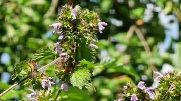 Bienen bestäuben wild Brennnesseln im das Wald auf ein Rasen auf ein sonnig Tag. lila Blumen . Alternative Medizin. medizinisch Pflanzen. video