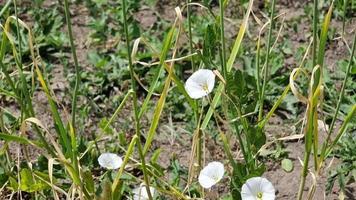 veld- winde winde arvensis. de bloeiend van wit bloemen looks Leuk vinden klokken in de weide in zomer is een zonnig dag. video