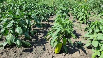 creciente y madurez dulce pimientos en el campo, en filas agricultura. video