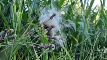 veld- geneeskrachtig planten. vervaagd zeug distel met zaden fladderend in de wind. fabriek van de aster familie. video