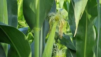 floreciente trenzas floreciente un manojo de dulce maíz de cerca en un campo. el tema de agricultura y agronomía. video