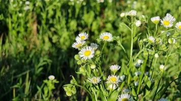 campo blanco flores floreciente aster manzanilla en un verde campo. perenne, herbáceo planta de el asteraceae familia con vertical tallos. erigeron fleabane video