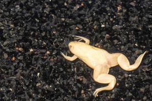 Albino frog africa close up photo