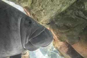 newborn baby manatee close up portrait photo