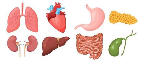 Set of human internal organs. Lungs, heart, liver, kidneys, stomach, pancreas, gallbladder, intestines. Medicine concept. Digestive, respiratory, cardiological, urological anatomy icons.