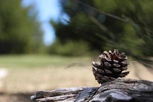 Beautiful pine cone on old tree trunk photo