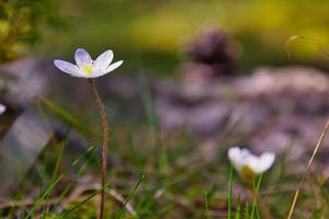 Flor de cera blanca en fondo natural foto
