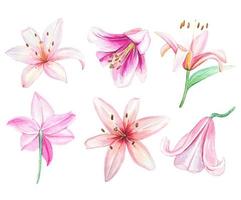 Hand drawn set of pink lily buds, lilies isolated vector