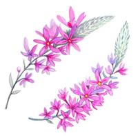 Hand drawn sprigs of sage, watercolor vector