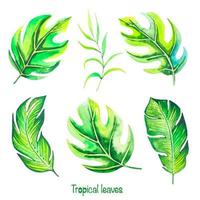 Set of hand drawn watercolor tropical plants. Tropical leaves, monstera. vector