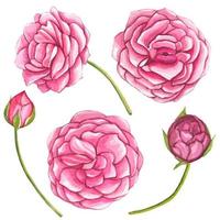 Set of pink watercolor roses isolated vector