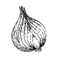 onion red sketch hand drawn vector