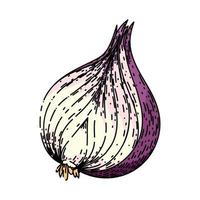 onion red sketch hand drawn vector