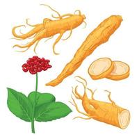 ginseng root set cartoon vector illustration