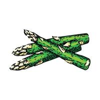 asparagus food sketch hand drawn vector