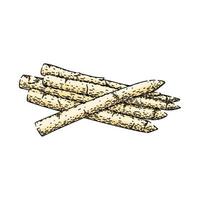 asparagus white sketch hand drawn vector