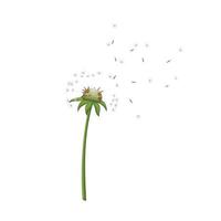 dandelion flower summer cartoon vector illustration