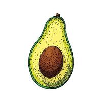 avocado slice sketch hand drawn vector