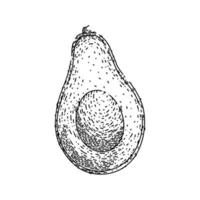 avocado slice sketch hand drawn vector