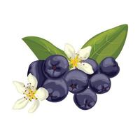chokeberry food berry cartoon vector illustration