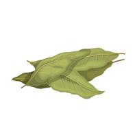 ilustración de vector de dibujos animados de planta de hoja de laurel