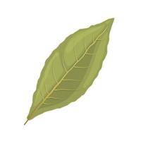 ilustración de vector de dibujos animados de especias de hoja de laurel