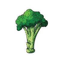 broccoli fresh sketch hand drawn vector