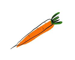 Carrot isolated on white background. vector